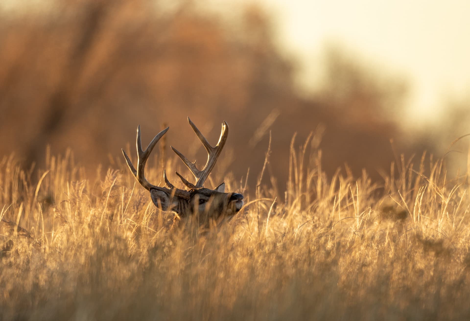 Buck in golden tall grass