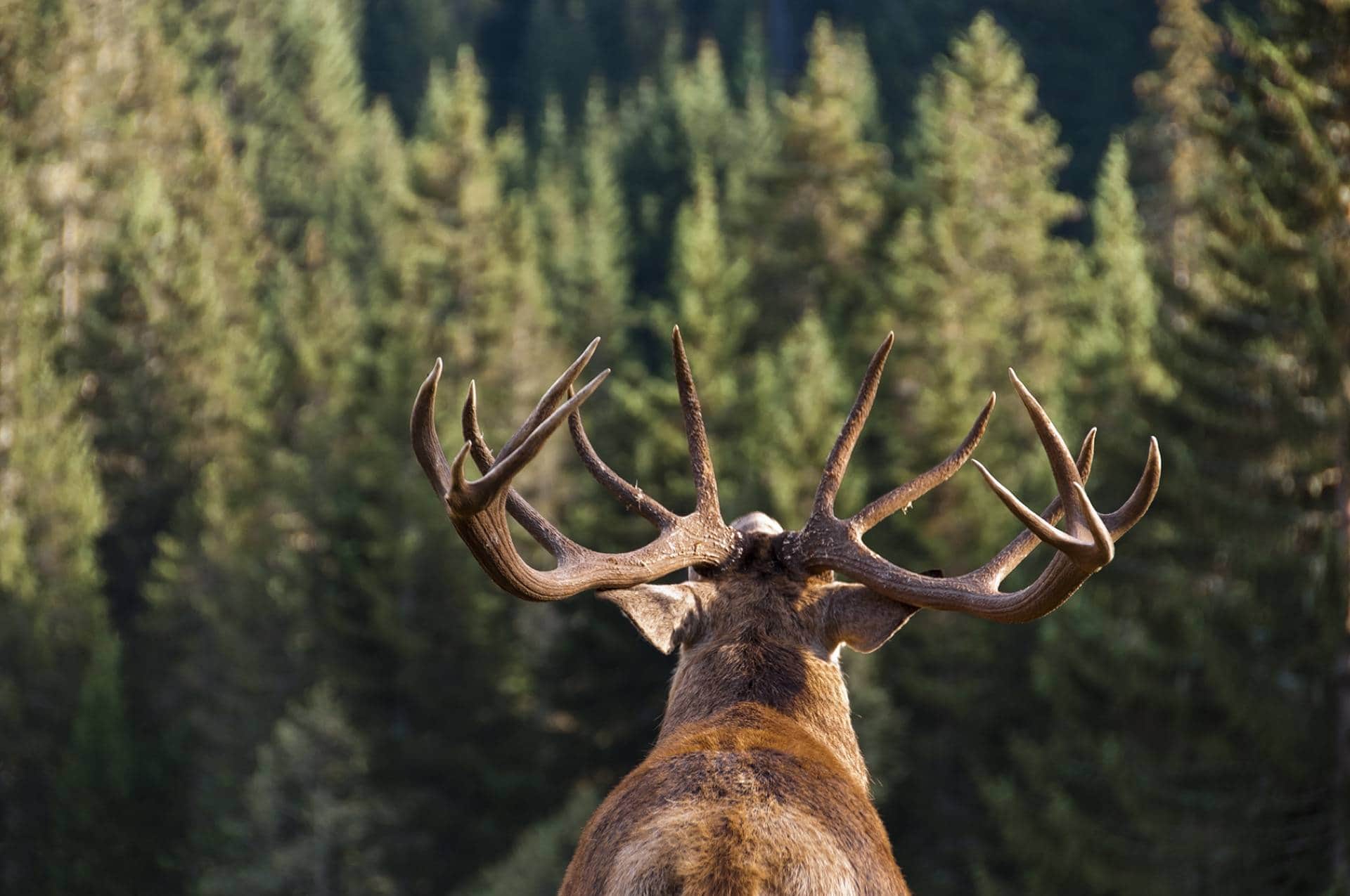 Hunter in the field at sunrise