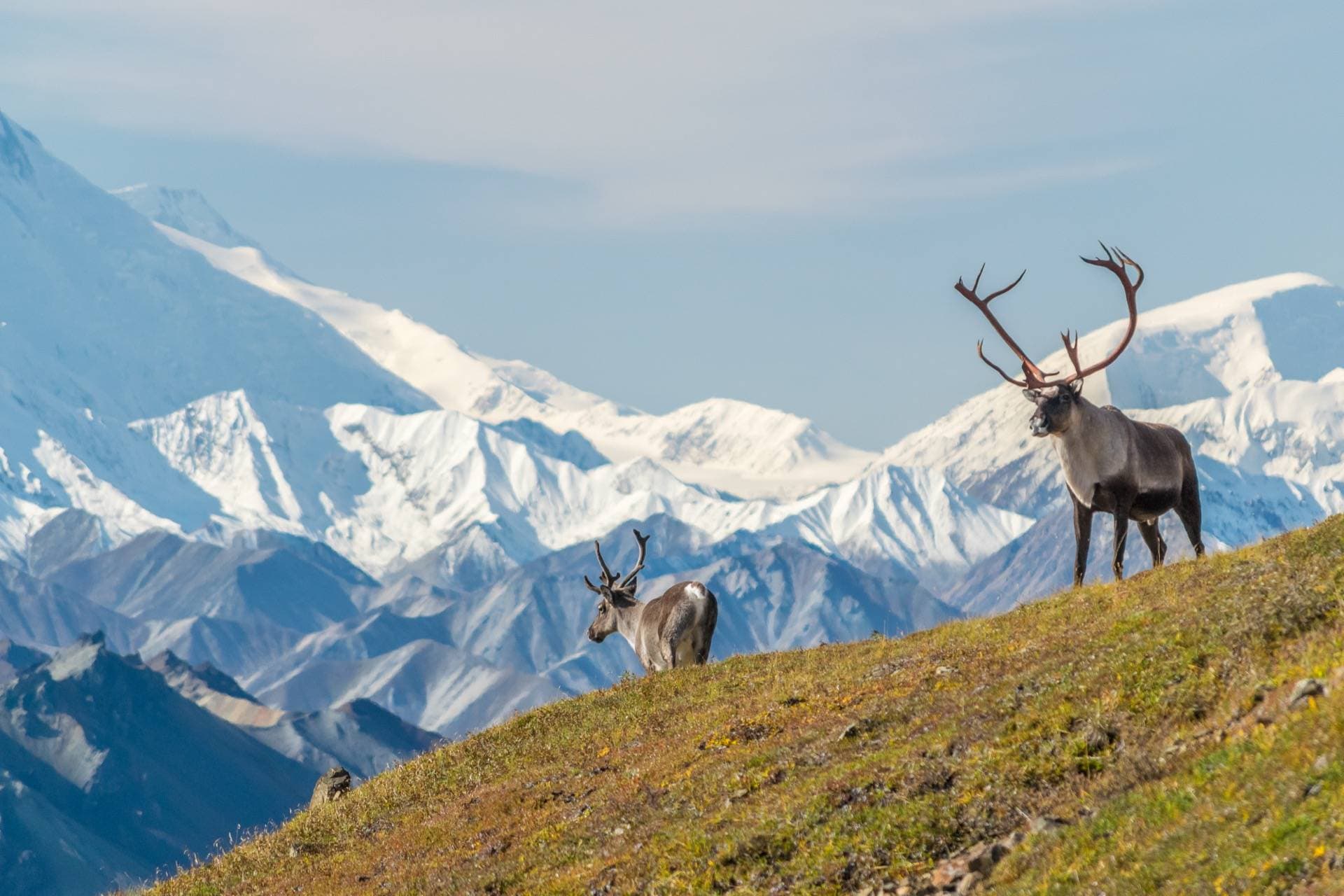 Caribou on a mountain ridge with snow-capped peaks