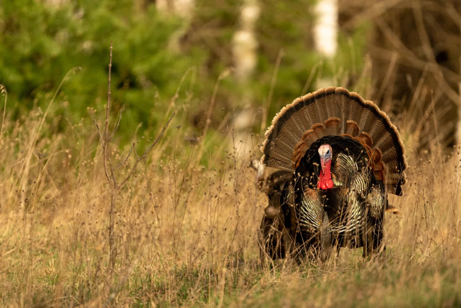 Turkey Hunting on a Budget: How to Build a Full Setup from Used Gear
