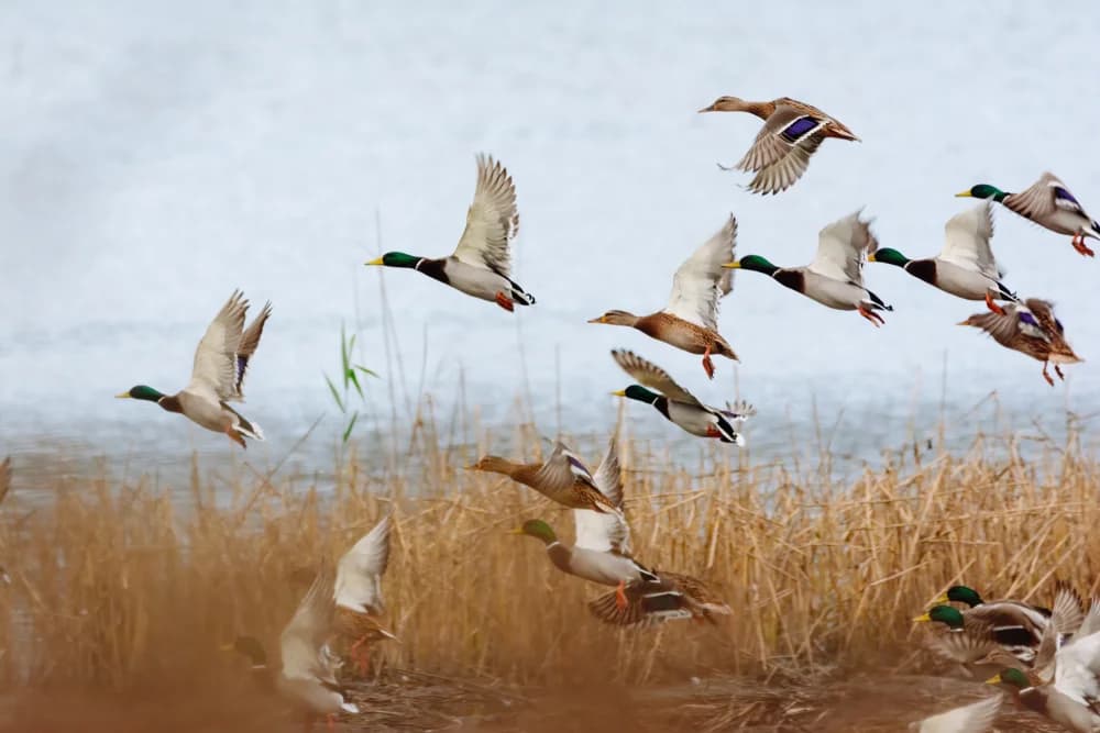 The Complete Duck and Goose Hunting Gear List: What You Actually Need