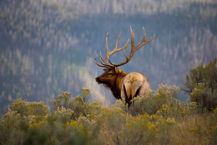 The Complete Elk Hunting Gear List: What You Actually Need in the Backcountry
