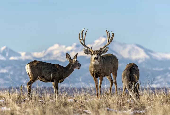 Every Big Game Draw Deadline You Need to Know for 2026