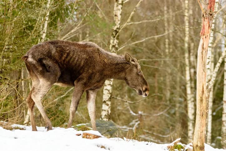 Chronic Wasting Disease in 2026: What Every Hunter Needs to Understand