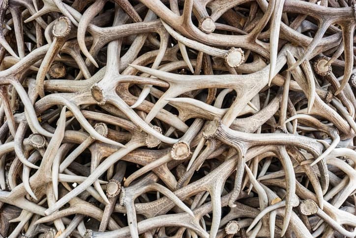 Shed Hunting in 2026: Where to Look, When to Go, and What the Rules Are