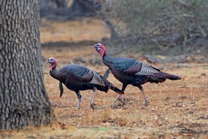 When Does Turkey Season End? A 50-State Guide for the 2026 Spring