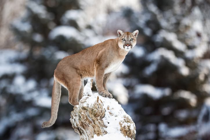 The Yellowstone Cougar Trail Cam Footage: What It Tells Us About Western Predator Density