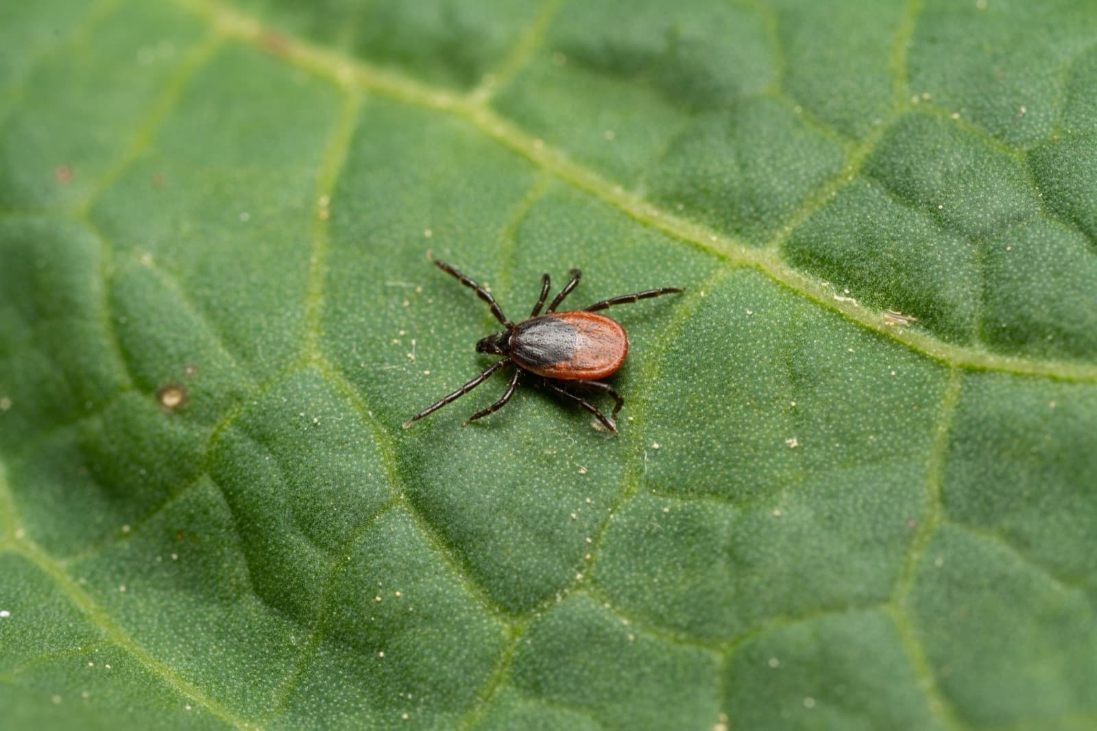The Beef Ending Tick: Alpha-Gal Syndrome and How Hunters Can Avoid It