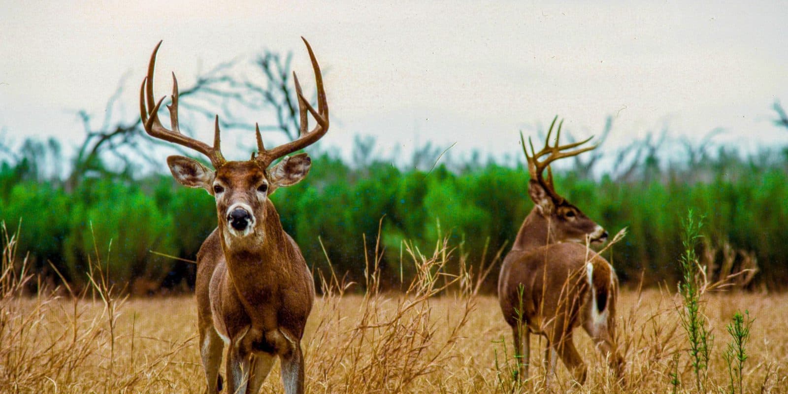 The Biggest Typical Buck in American History Spent 32 Years in a Basement — and an Electrician Found It