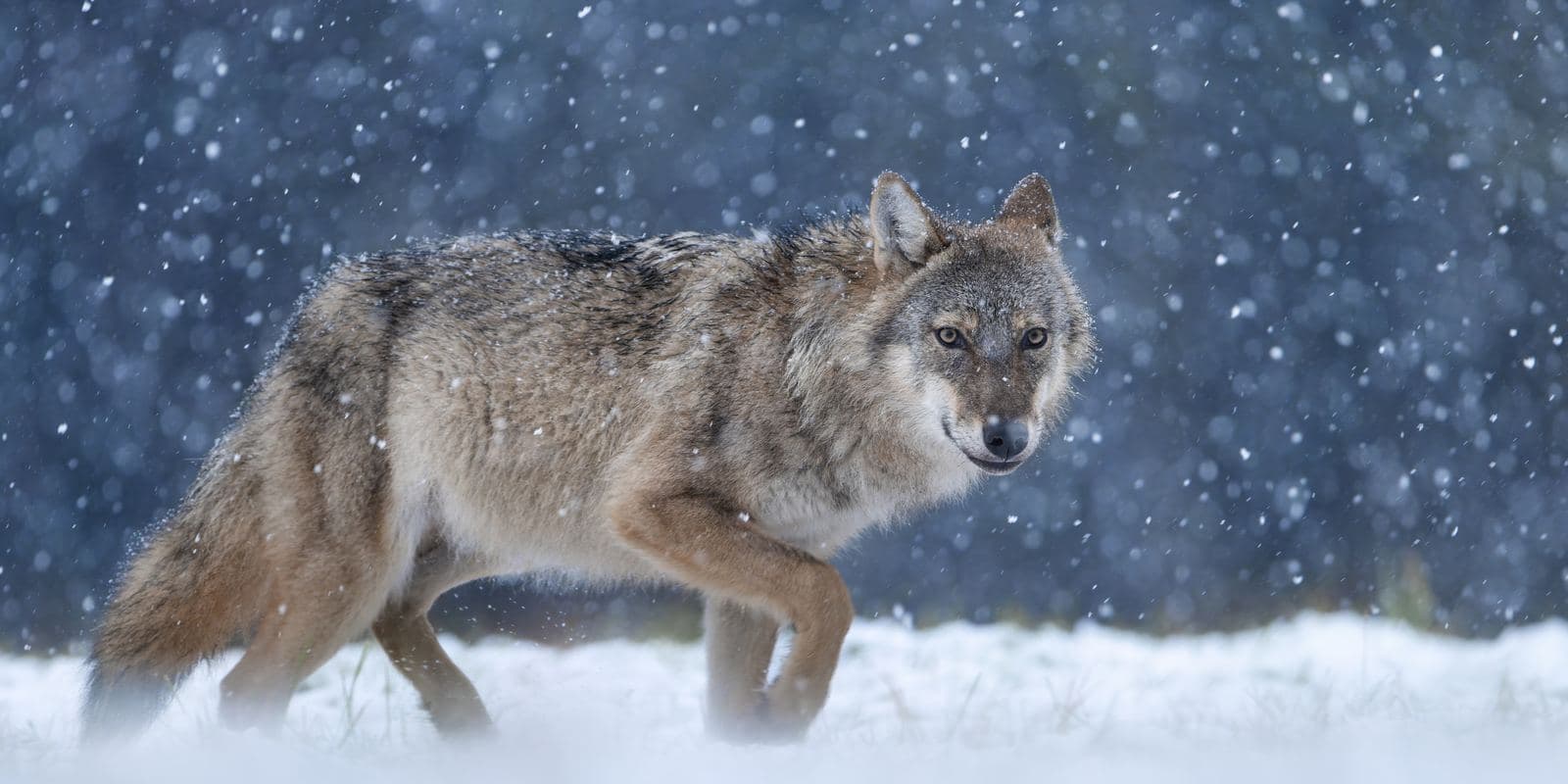 Colorado's Wolf War Goes Back to the Ballot: The August 27 Deadline That Could End Reintroduction