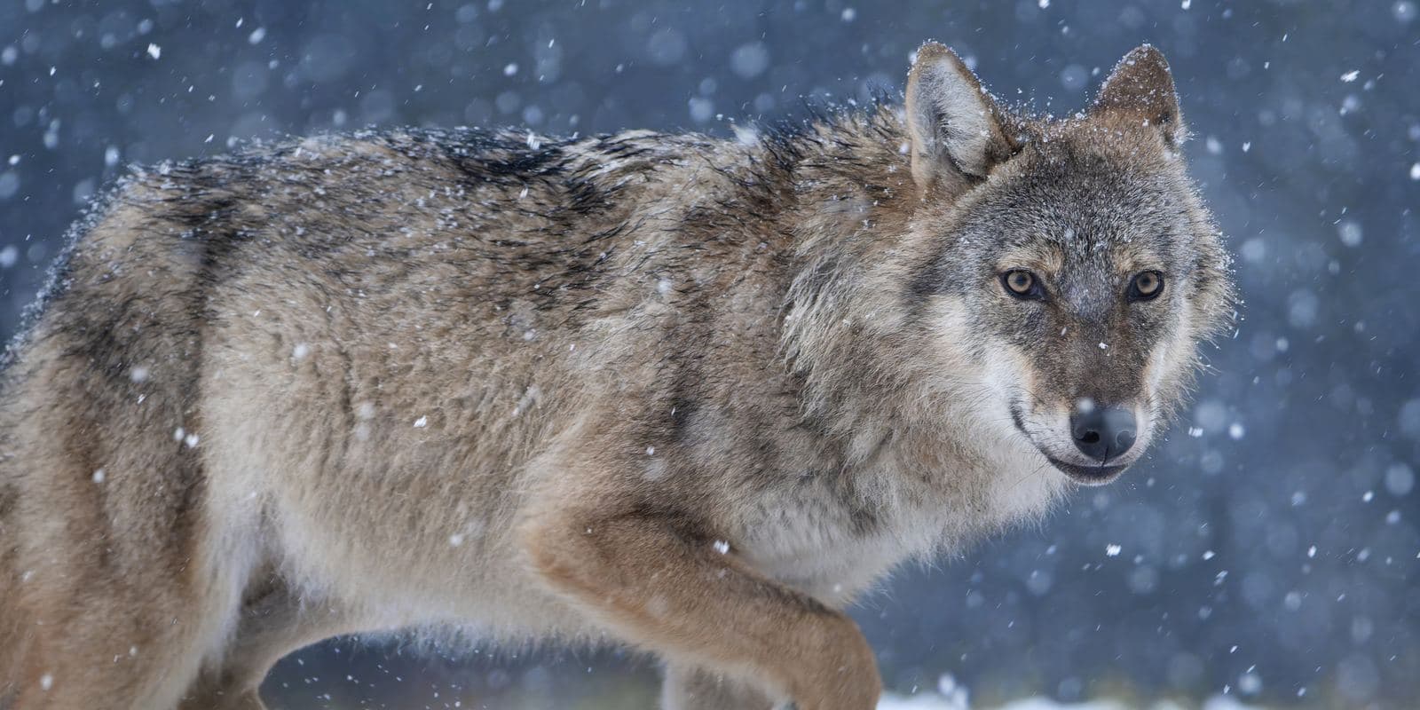 Colorado's Wolf Repeal Is Dead for 2026 — and Money, Not Voters, Killed It