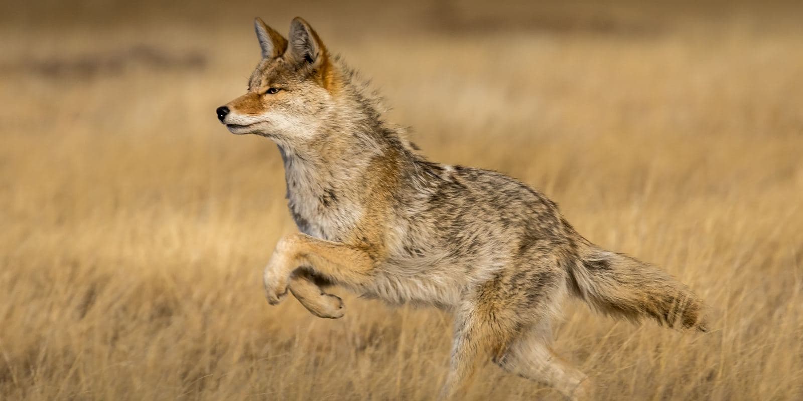 Coyote Hunting 101: The Season That Starts When Deer Season Ends
