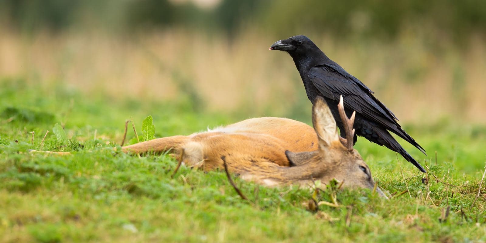 How to Get Your Deer Tested for CWD: The Practical Guide Nobody Gives You