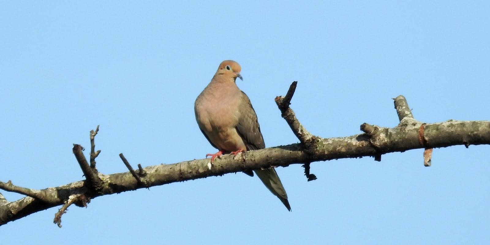 Dove Season 2026: When It Opens, What You Need, and Why September 1 Is Hunting's Real New Year