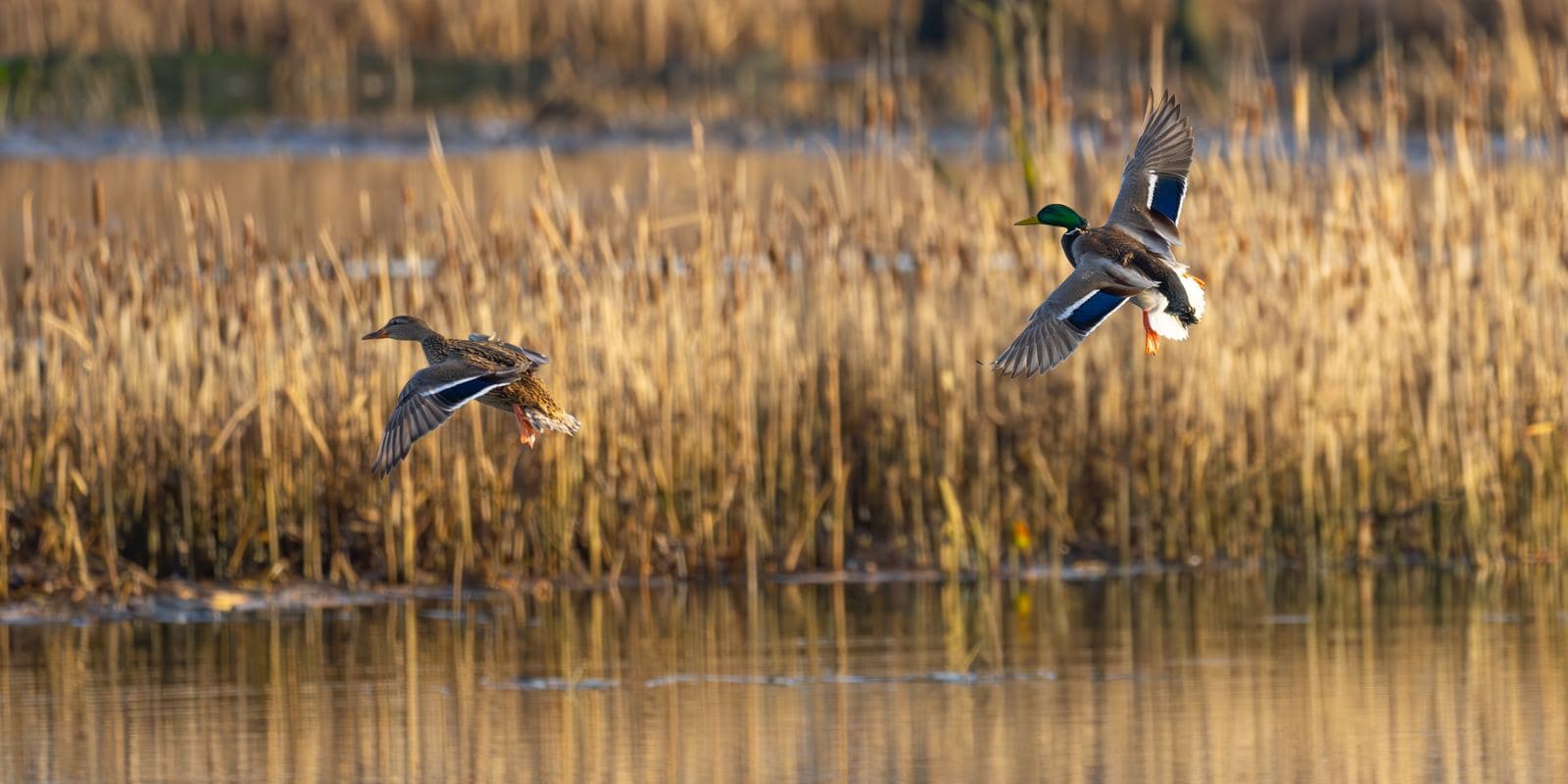 219,428 Comments in 14 Days: Duck Hunters Just Refused to Let the Duck Factory Drain Quietly