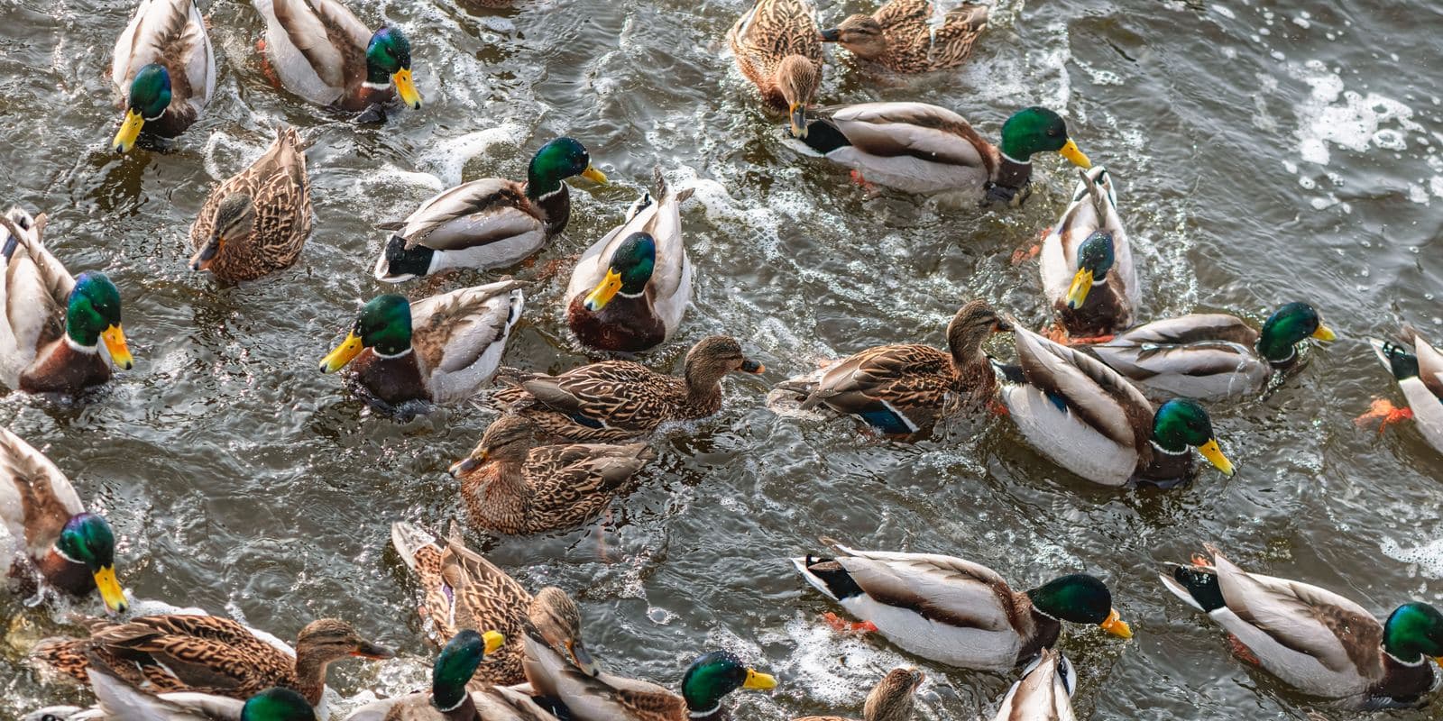 Don't Drain the Duck Factory: The Quiet Rule Change That Threatens Half of America's Ducks