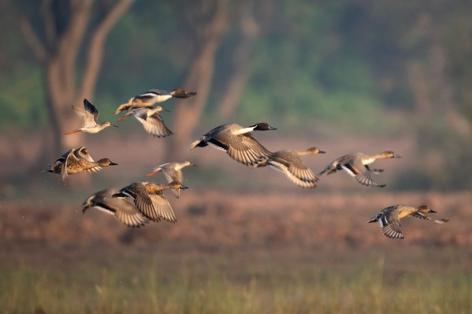 The 2026 Duck Numbers Are In: Flat Counts, a Three-Pintail Limit, and What It Means for Your Season