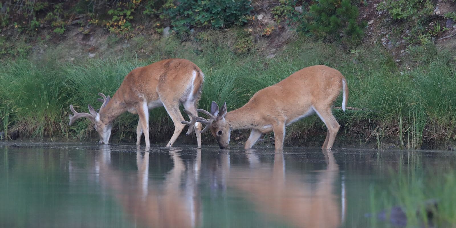 EHD Is Killing Deer by the Hundreds Right Now: What the 2026 Outbreak Means for Your Season