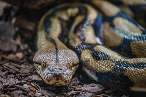 Get Paid to Hunt Pythons: Inside Florida's Python Removal Programs