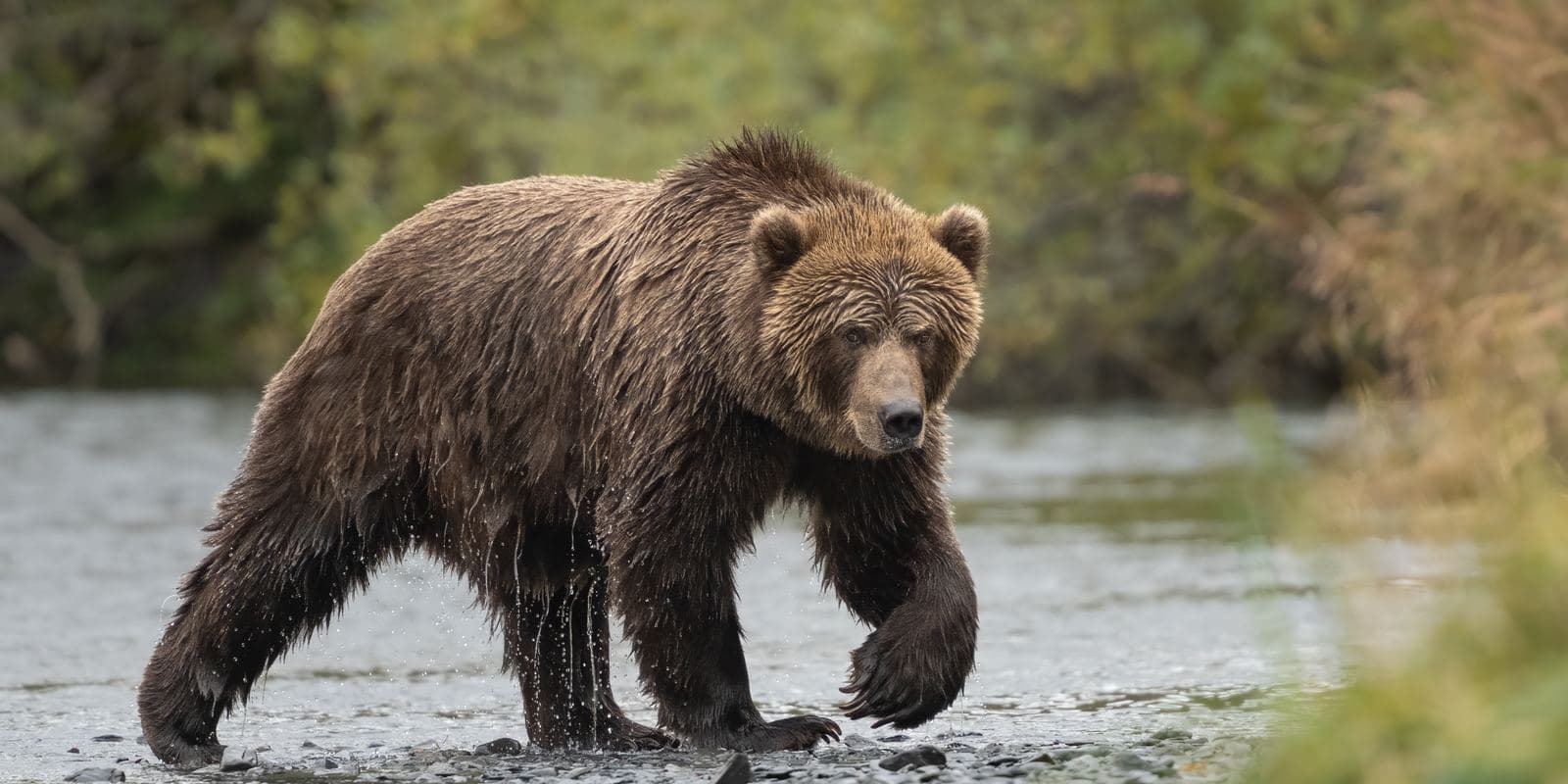 Grizzlies Are Going Back to the States: What the New Rule Actually Means for Hunters