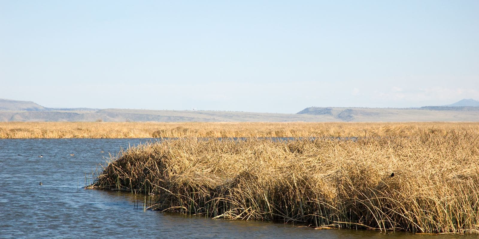 America's First Waterfowl Refuge Is Dying of Thirst: Inside the Klamath Basin Collapse