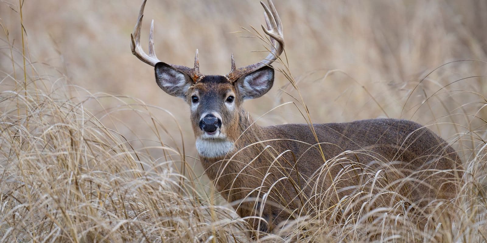 Late-Season Whitetails: The December Playbook (and the Truth About the Second Rut)