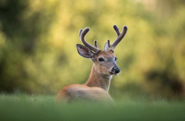 The November Spike: What Search Trends Reveal About America's Whitetail Obsession—and the Off-Season Edge Most Hunters Ignore
