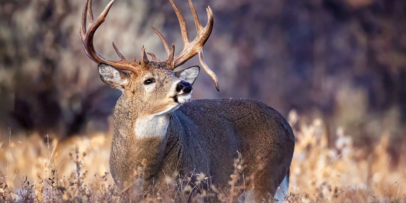 The October Lull Is Lying to You: What GPS Collars Say About Where the Deer Actually Went