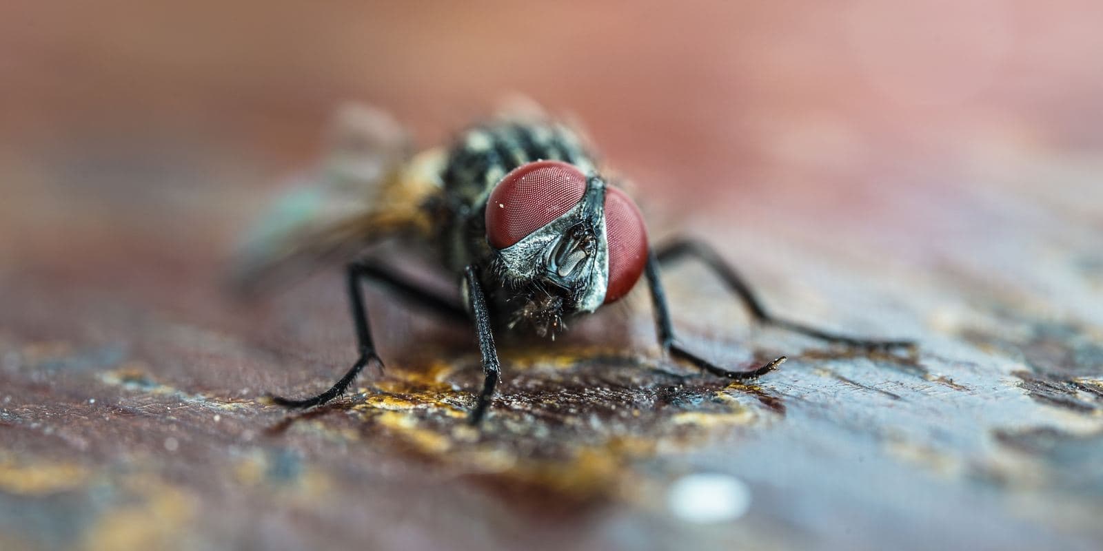 The Flesh-Eating Parasite America Beat 60 Years Ago Is Back — and Texas Deer Are in Its Path