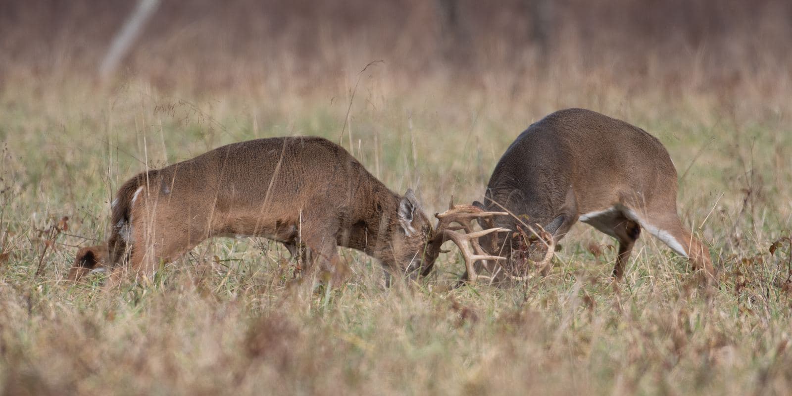The 2026 Whitetail Rut Forecast: Real Dates by Region — and Why the Moon Keeps Losing to Science