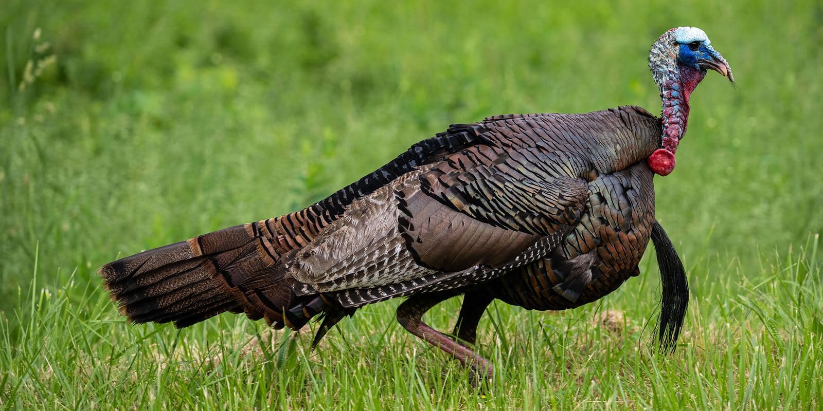 The Wild Game Thanksgiving: Venison and Wild Turkey Without a Family Mutiny